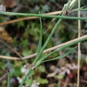 Photographie n°2569596 du taxon Petrorhagia prolifera (L.) P.W.Ball & Heywood