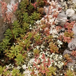 Photographie n°2569597 du taxon Sedum album L.