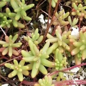 Photographie n°2569598 du taxon Sedum album L.