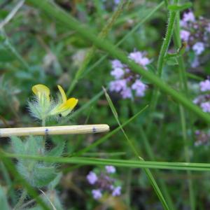 Photographie n°2569623 du taxon Lotus angustissimus L. [1753]