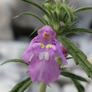 Photographie n°2569642 du taxon Galeopsis angustifolia Ehrh. ex Hoffm.