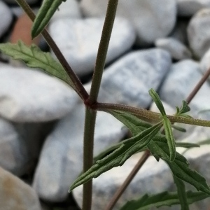 Photographie n°2569645 du taxon Galeopsis angustifolia Ehrh. ex Hoffm.