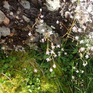 Photographie n°2569712 du taxon Saxifraga hirsuta L.