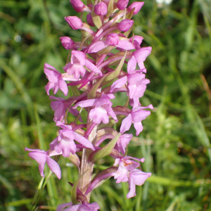 Photographie n°2569715 du taxon Gymnadenia conopsea (L.) R.Br.