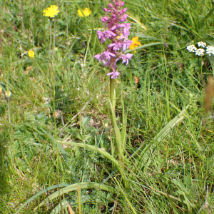 Photographie n°2569716 du taxon Gymnadenia conopsea (L.) R.Br.