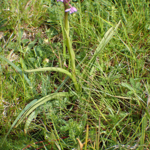 Photographie n°2569717 du taxon Gymnadenia conopsea (L.) R.Br.