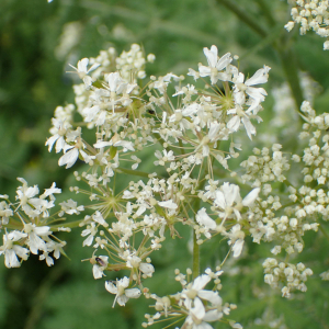 Photographie n°2569726 du taxon Myrrhis odorata (L.) Scop.