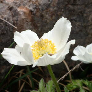 Photographie n°2569736 du taxon Anemone alpina subsp. alpina 