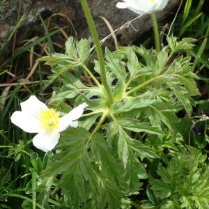 Photographie n°2569737 du taxon Anemone alpina subsp. alpina 