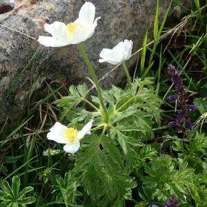 Photographie n°2569739 du taxon Anemone alpina subsp. alpina 