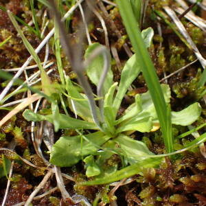 Photographie n°2569741 du taxon Primula farinosa L.