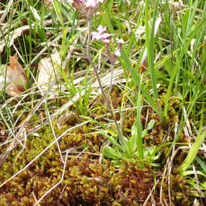 Photographie n°2569742 du taxon Primula farinosa L.