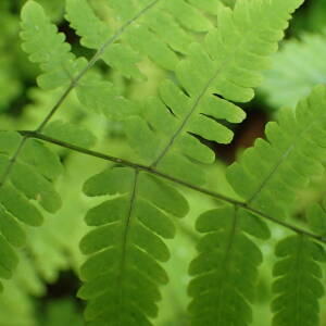 Photographie n°2569750 du taxon Gymnocarpium dryopteris (L.) Newman