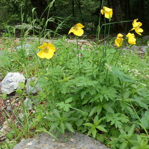 Photographie n°2569761 du taxon Papaver cambricum L.