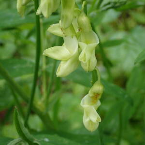 Photographie n°2569763 du taxon Lathyrus ochraceus subsp. ochraceus 