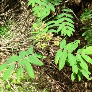 Photographie n°2569769 du taxon Sorbus aucuparia L. [1753]