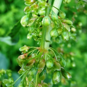 Photographie n°2569816 du taxon Rumex crispus L. [1753]