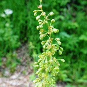 Photographie n°2569817 du taxon Rumex crispus L. [1753]