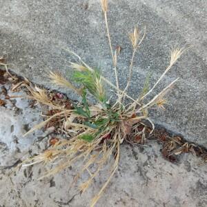 Photographie n°2569847 du taxon Hordeum murinum L.