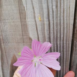 Photographie n°2569851 du taxon Malva alcea L. [1753]