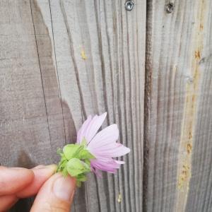 Photographie n°2569852 du taxon Malva alcea L. [1753]