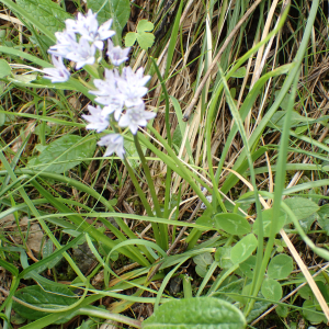  - Tractema umbellata (Ramond) Speta