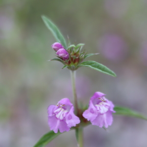 Photographie n°2569920 du taxon Galeopsis angustifolia Ehrh. ex Hoffm. [1804]