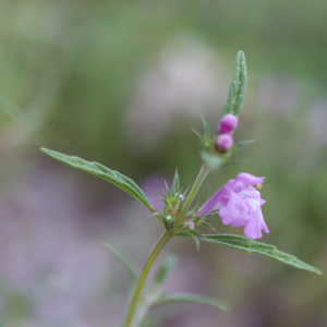 Photographie n°2569921 du taxon Galeopsis angustifolia Ehrh. ex Hoffm. [1804]