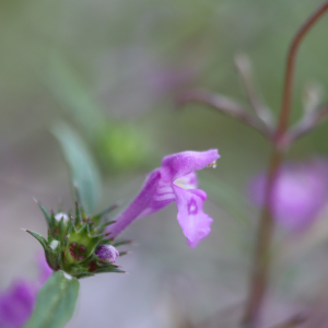 Photographie n°2569923 du taxon Galeopsis angustifolia Ehrh. ex Hoffm. [1804]