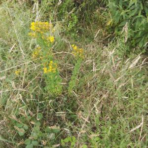 Photographie n°2569939 du taxon Hypericum perforatum L. [1753]