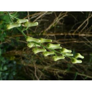 P1630147 Aconitum lycoctonum.JPG