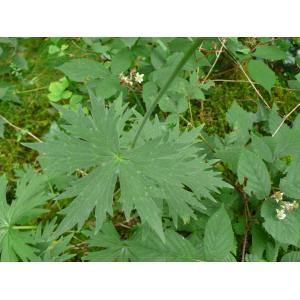 P1630148 Aconitum lycoctonum.JPG