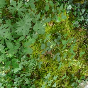 Photographie n°2569968 du taxon Aconitum lycoctonum L. [1753]