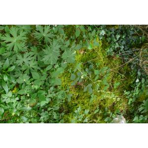 P1630156 Aconitum lycoctonum.JPG