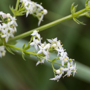 Photographie n°2569974 du taxon Galium saxatile L. [1753]