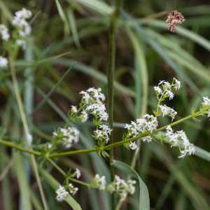 Photographie n°2569975 du taxon Galium saxatile L. [1753]