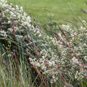 Photographie n°2569977 du taxon Galium saxatile L. [1753]