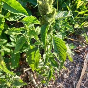 Photographie n°2570028 du taxon Amaranthus retroflexus L.