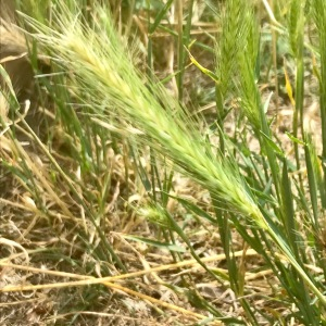 Photographie n°2570032 du taxon Hordeum murinum L.