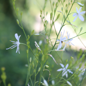 Photographie n°2570037 du taxon Anthericum ramosum L. [1753]