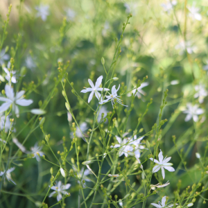 Photographie n°2570038 du taxon Anthericum ramosum L. [1753]