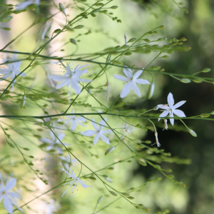 Photographie n°2570039 du taxon Anthericum ramosum L. [1753]