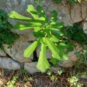 Photographie n°2570045 du taxon Ficus carica L.