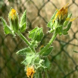  - Helminthotheca echioides (L.) Holub