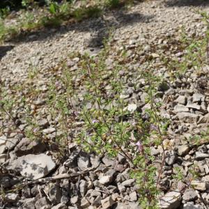 Photographie n°2570065 du taxon Teucrium botrys L. [1753]