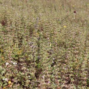 Photographie n°2570066 du taxon Teucrium botrys L. [1753]