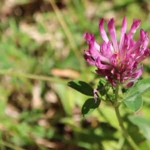 Photographie n°2570071 du taxon Trifolium medium L. [1759]