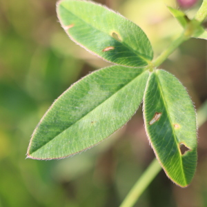 Photographie n°2570072 du taxon Trifolium medium L. [1759]