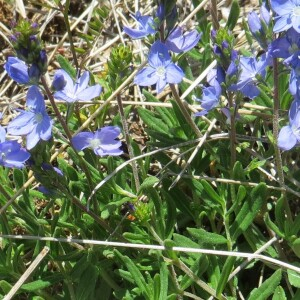 Photographie n°2570088 du taxon Veronica satureiifolia A.Poit. & Turpin [1808]