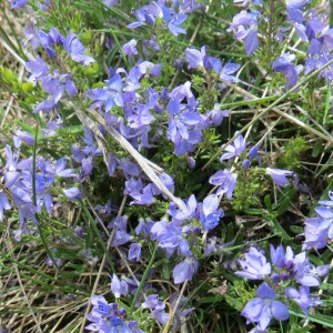 Photographie n°2570089 du taxon Veronica satureiifolia A.Poit. & Turpin [1808]